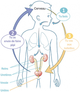 Des causes physiologiques et psychologiques 